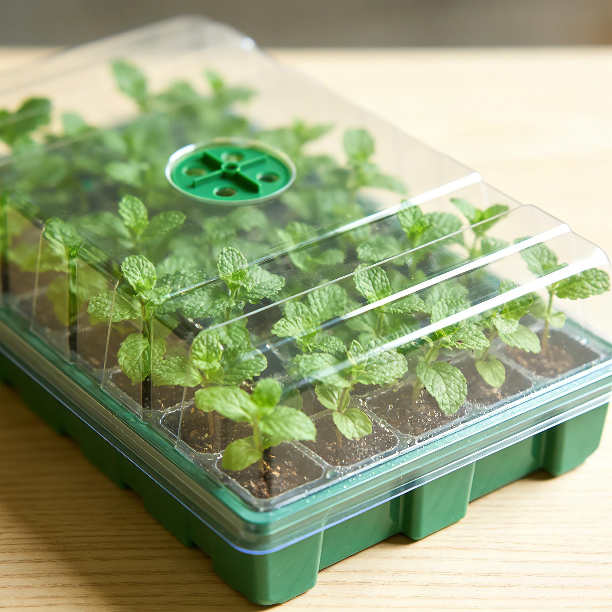 透明カバー付き温室と3個の種子トレイ、40穴セル繁殖器、育苗 - Seed Starter Tray のレビューと価格