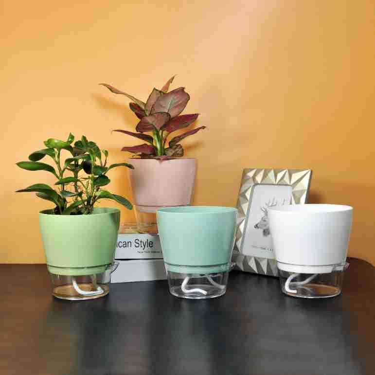 排水穴のある怠惰な植木鉢,自己散水,透明な受け皿,屋内植物の - Self Watering Planter のレビューと価格