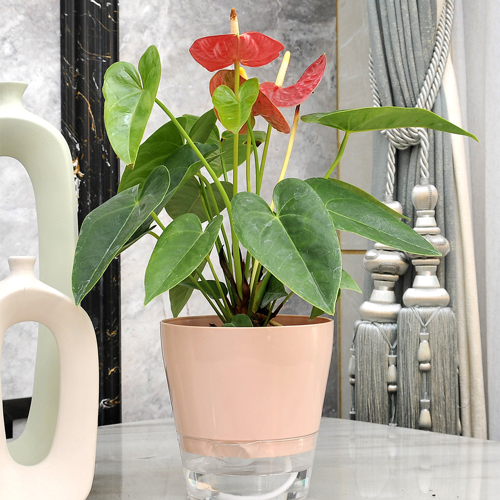 排水穴のある怠惰な植木鉢,自己散水,透明な受け皿,屋内植物の - Self Watering Planter のレビューと価格